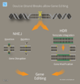 16 Hegasy DNA Rep Wiki E CCBYSA