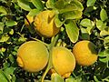 20151019Citrus trifoliata5.jpg