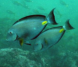 Acanthurus monroviae.jpg