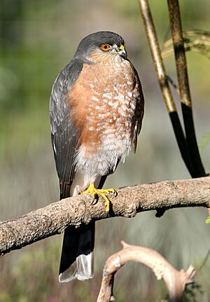 Accipiter striatus, Canet Road, San Luis Obispo 1.jpg