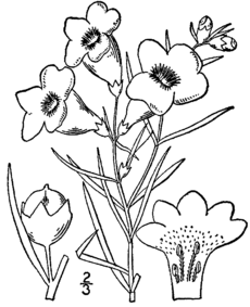 Agalinis purpurea drawing