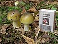 Amanita phalloides young