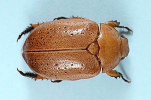 Anoplognathus pallidicollis (25920518738)