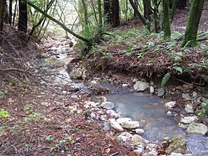 Arroyo Seco Creek.jpg