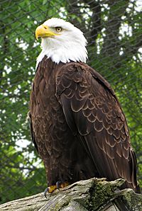 Bald Eagle Magnetic Hill Zoo.jpg