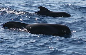 Ballenas Tenerife