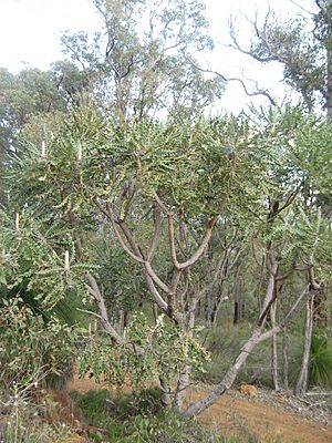 Banksia August 2009