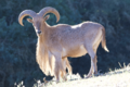 Barbary Sheep