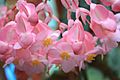 Begonia flowers in bloom