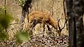 Benoue National park antelope