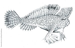 Brachionichthys Hirsutus