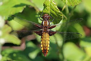 Broad-bodied chaser (Libellula depressa) female.jpg