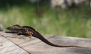 Brown anole 