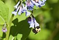 Bumblebee hanging from bluebell