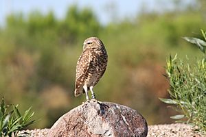 Burrowing Owl2