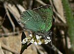 Callophrys sheridanii 15737 (cropped).JPG