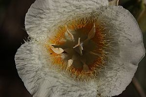 Calochortus subalpinus 3138f