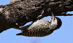 Cardinal Woodpecker - FEMALE