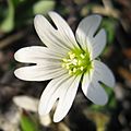 Cerastium arcticum upernavik 2007-06-26 2