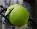 Chaenomeles cathayensis fruit.jpg