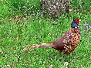 Common Pheasant (Hybride)