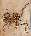 Compsognathus longipes cast 3