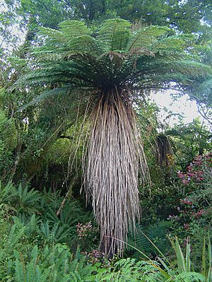 Cyathea Smithii treefern.jpg