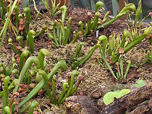 Darlingtonia californica02