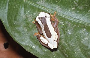 Dendropsophus leucophyllatus.jpg