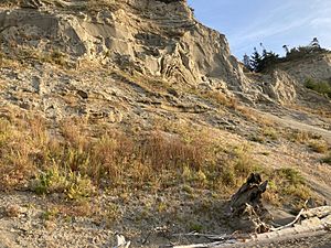 Double bluff whidbey island