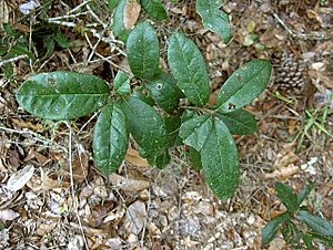 Dwarf-Live-Oak.jpg