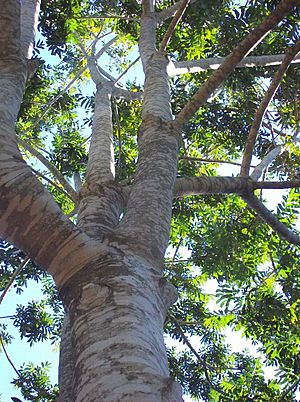 Dysoxylum rufum trunk & leaves.jpg