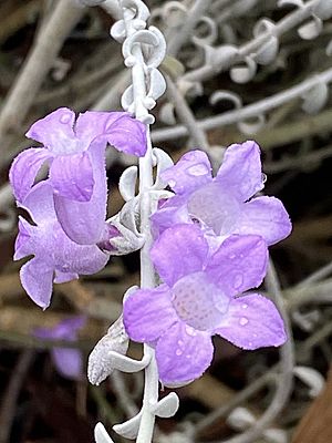 Eremophila delisseri flowers.jpg