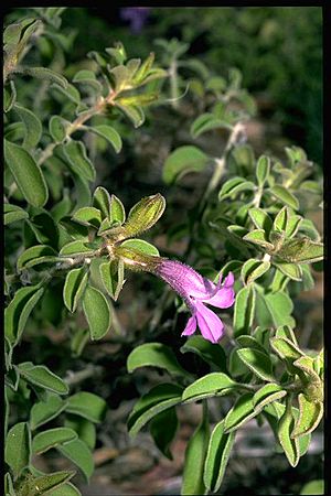 Eremophila ovata.jpg