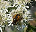 Eristalis horticola GT