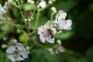 European honey bee.jpg