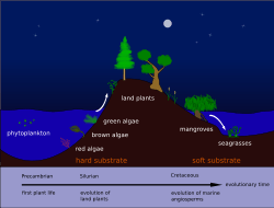 Evolution of seagrasses Pengo