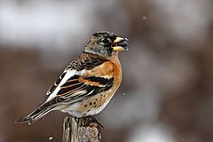 Fringilla montifringilla -Poland -male-8.jpg