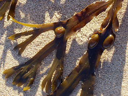 Fucus vesiculosus closeup