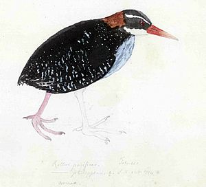 Gallirallus pacificus.jpg