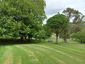 Grey Lynn Park 1