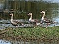 Greyleg Geese I IMG 8223