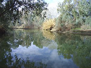 Guadiamar 06-01-06 commons