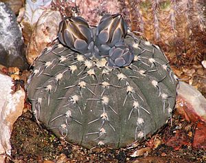 Gymnocalycium stellatum20090507 09