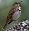 HermitThrush63