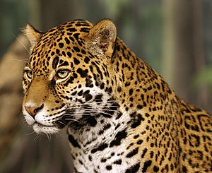 Jaguar head shot-edit2