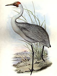 John Gould Australian brolga