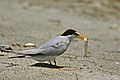 LEAST TERN