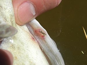 Lernaea parasite on a Murray cod