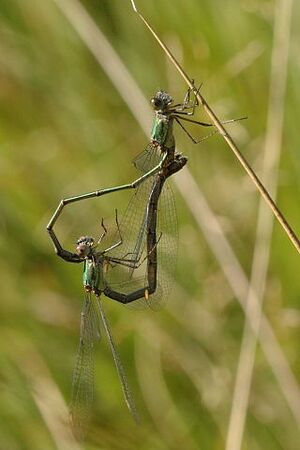 Lestes.viridis.couple